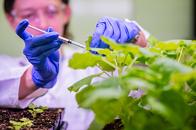 Student working with plant in lab.